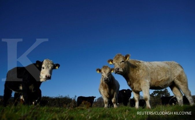 2,13 Triliun untuk Peningkatan Produksi Daging dan Susu