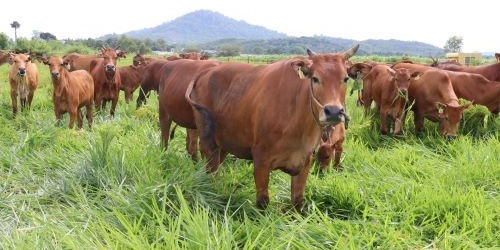 Sapi Madura