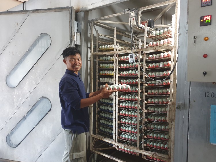 Penetasan itik 26 Mei 2025
