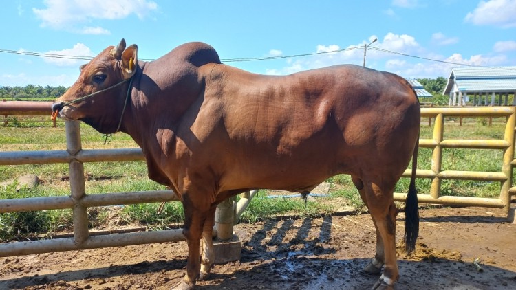 Mengembangkan Potensi Besar Sapi Madura